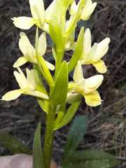 Dactylorhiza insularis