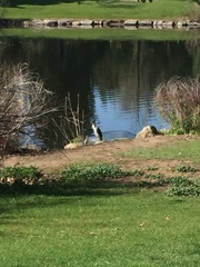 Nycticorax nycticorax