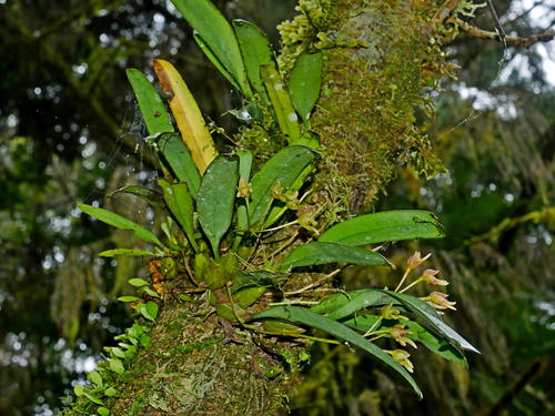 Bulbophyllum umbellatum, photograph 4