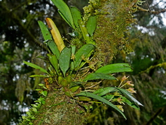Bulbophyllum umbellatum, photograph (c) Jacy Chen, some rights reserved (CC BY)