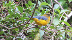 Anisognathus lacrymosus