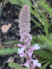Verbena carnea