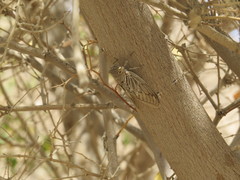Platypleura arabica