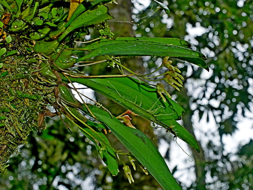 Bulbophyllum umbellatum, photograph 3