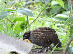 Odontophorus atrifrons