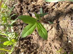 Trifolium medium