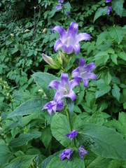 Campanula latifolia