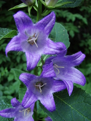 Campanula latifolia