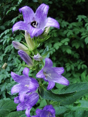 Campanula latifolia