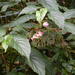 Begonia oaxacana - Photo (c) Neptalí Ramírez Marcial, some rights reserved (CC BY), uploaded by Neptalí Ramírez Marcial