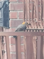 Melanerpes aurifrons