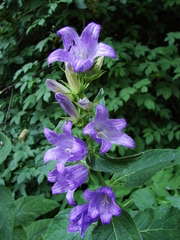Campanula latifolia