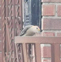 Melanerpes aurifrons