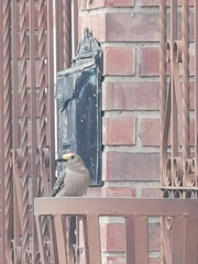 Melanerpes aurifrons