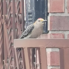 Melanerpes aurifrons