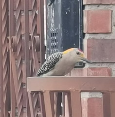 Melanerpes aurifrons