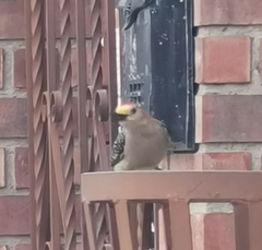 Melanerpes aurifrons