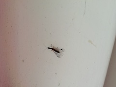 Parainocellia bicolor