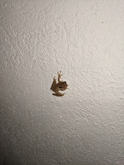 Osteopilus dominicensis