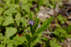 Brachybotrys paridiformis