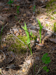 Cypripedium calceolus
