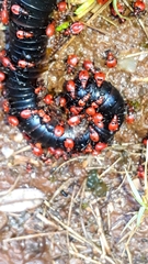 Ectrichodia crux