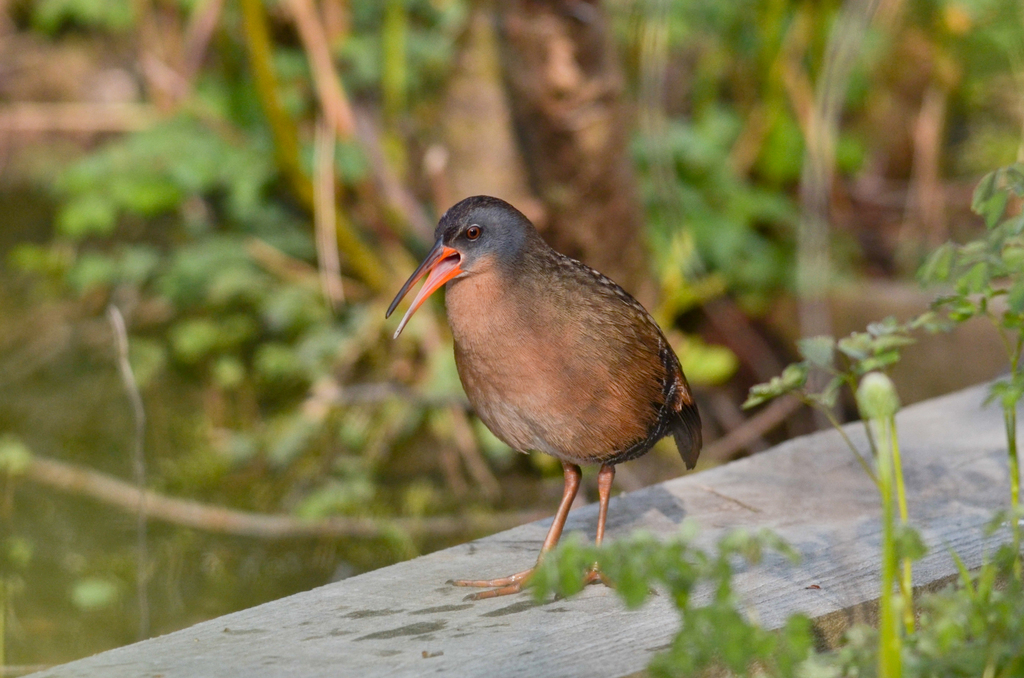 Virginia Rail from Fairlee, VT, USA on May 19, 2021 at 07:17 AM by ...