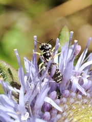 Flavipanurgus