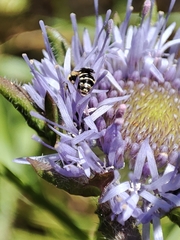 Flavipanurgus