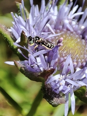 Flavipanurgus
