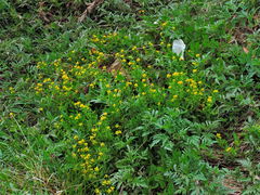 Rorippa sinuata