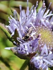 Flavipanurgus