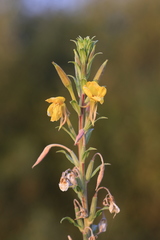 Oenothera rubricaulis