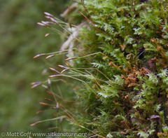 Tetraphis geniculata