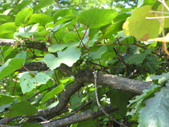 Vitis amurensis