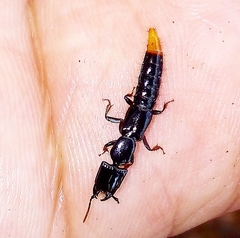 Homalolinus