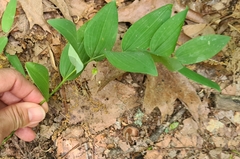 Polygonatum biflorum