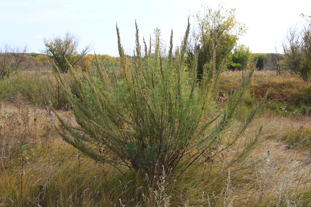 Artemisia abrotanum
