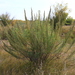 Artemisia abrotanum - Photo (c) Николай Каранов,  זכויות יוצרים חלקיות (CC BY-NC), הועלה על ידי Николай Каранов