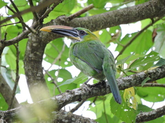 Aulacorhynchus sulcatus