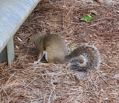 Sciurus carolinensis