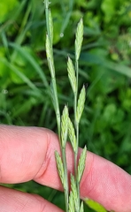 Lolium perenne
