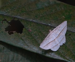 Heteralex rectilineata