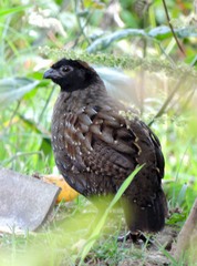 Odontophorus atrifrons