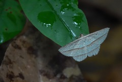 Heteralex rectilineata