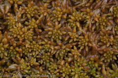 Sphagnum austinii