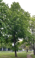 Tilia platyphyllos