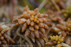 Sphagnum austinii