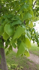 Tilia platyphyllos