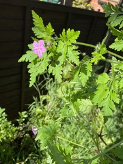 Geranium robertianum